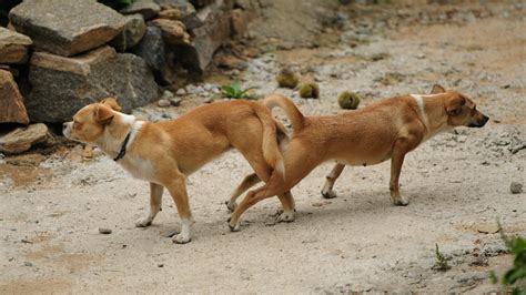 【狂気】獣姦AVに出演した女の子、犬に中出しされチ コが膨ら。